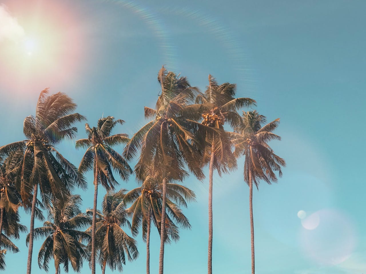 summer-promo